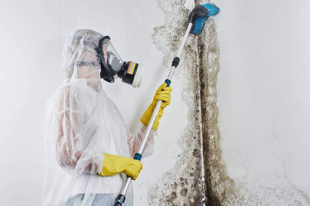 Best Toxic Mold Removal  in Biola, CA