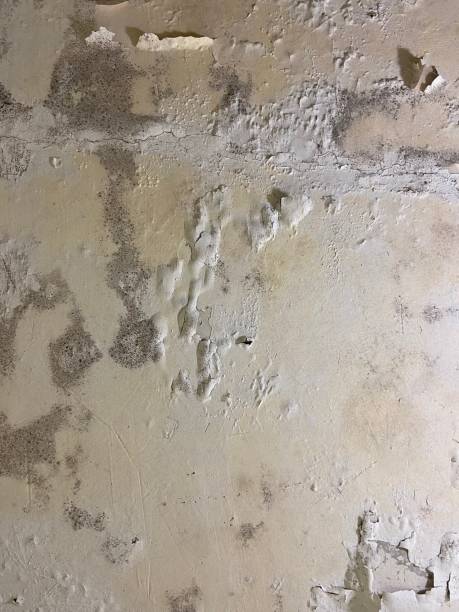 Best Same-Day Mold Removal  in Biola, CA