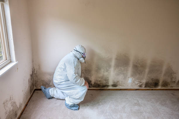 Mold Testing and Removal in Biola, CA