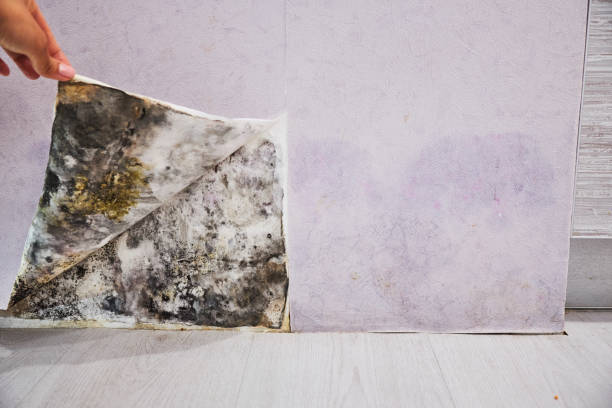 Best Mold Removal Company Near Me  in Biola, CA